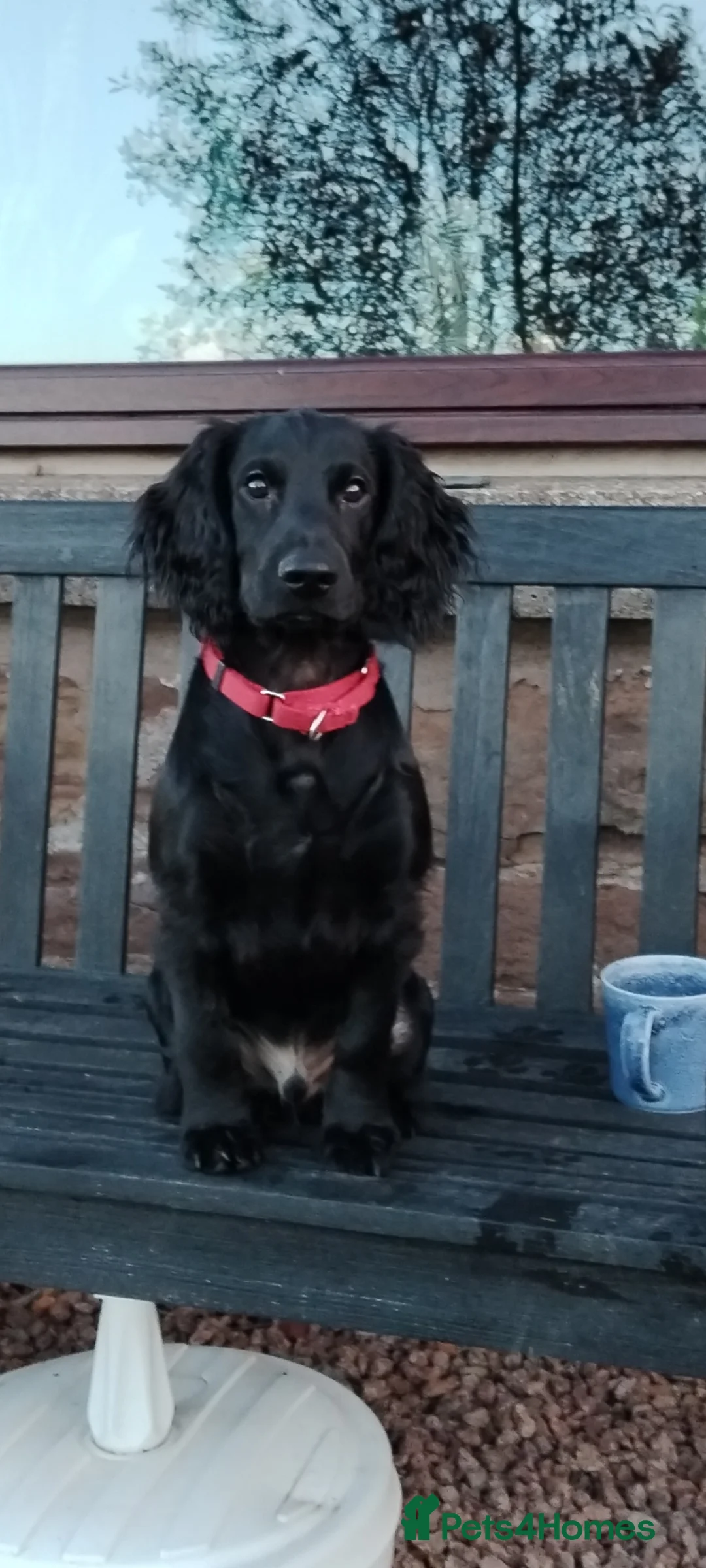 Cocker Spaniel dogs for stud: Health Tested KC Cocker Spaniel  - Advert 9