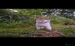 Mixed Breed cats for sale: Loving Home Wanted for Our Beautiful Cat | Penny - Image 1