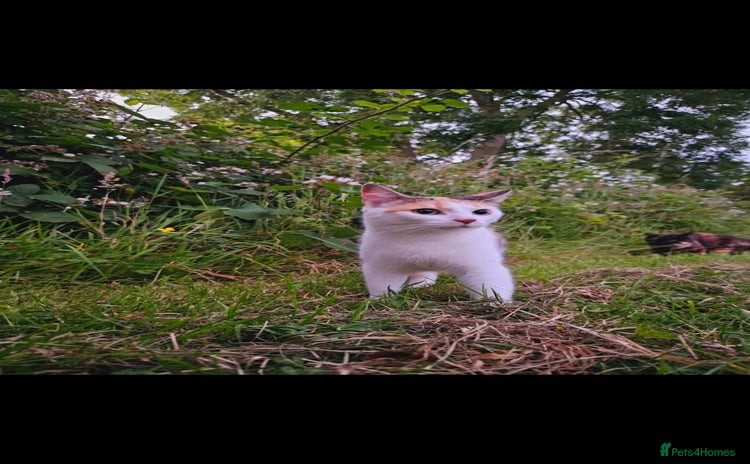 Mixed Breed cats - Advert 3