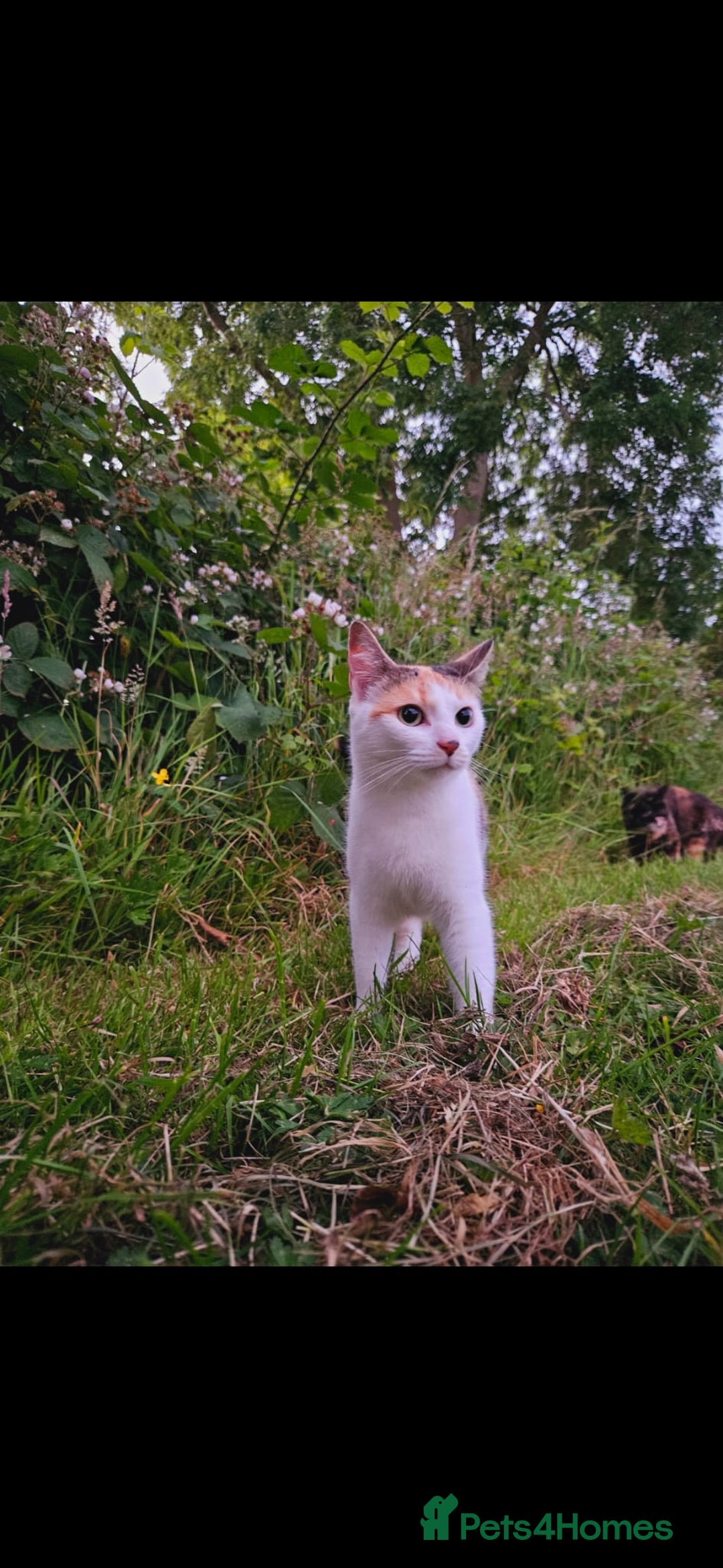 Mixed Breed cats for sale: Loving Home Wanted for Our Beautiful Cat | Penny - Image 1