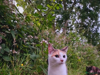 Mixed Breed cats - Advert 24