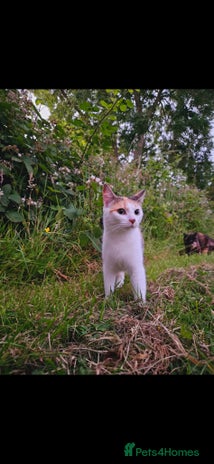 Mixed Breed cats for sale - Advert 1