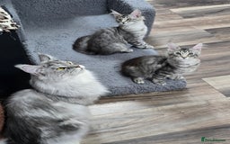 Maine Coon cats for sale: Large pedigree Tica Maine coon kittens READY  - Image 24