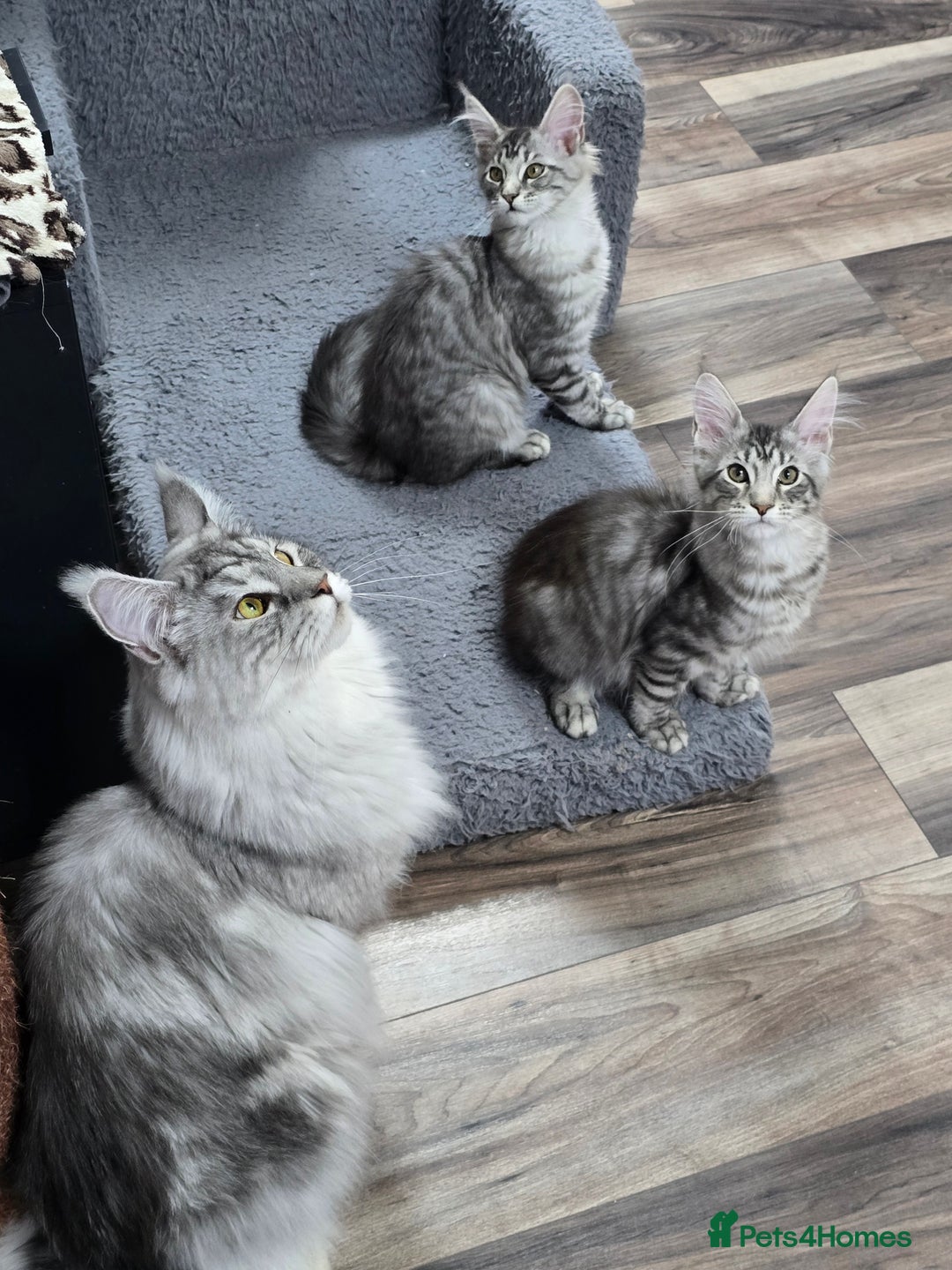 Maine Coon cats for sale: Large pedigree Tica Maine coon kittens READY  - Image 24
