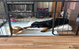 Rottweiler dogs for sale: Rottweiler KC reg - Image 1