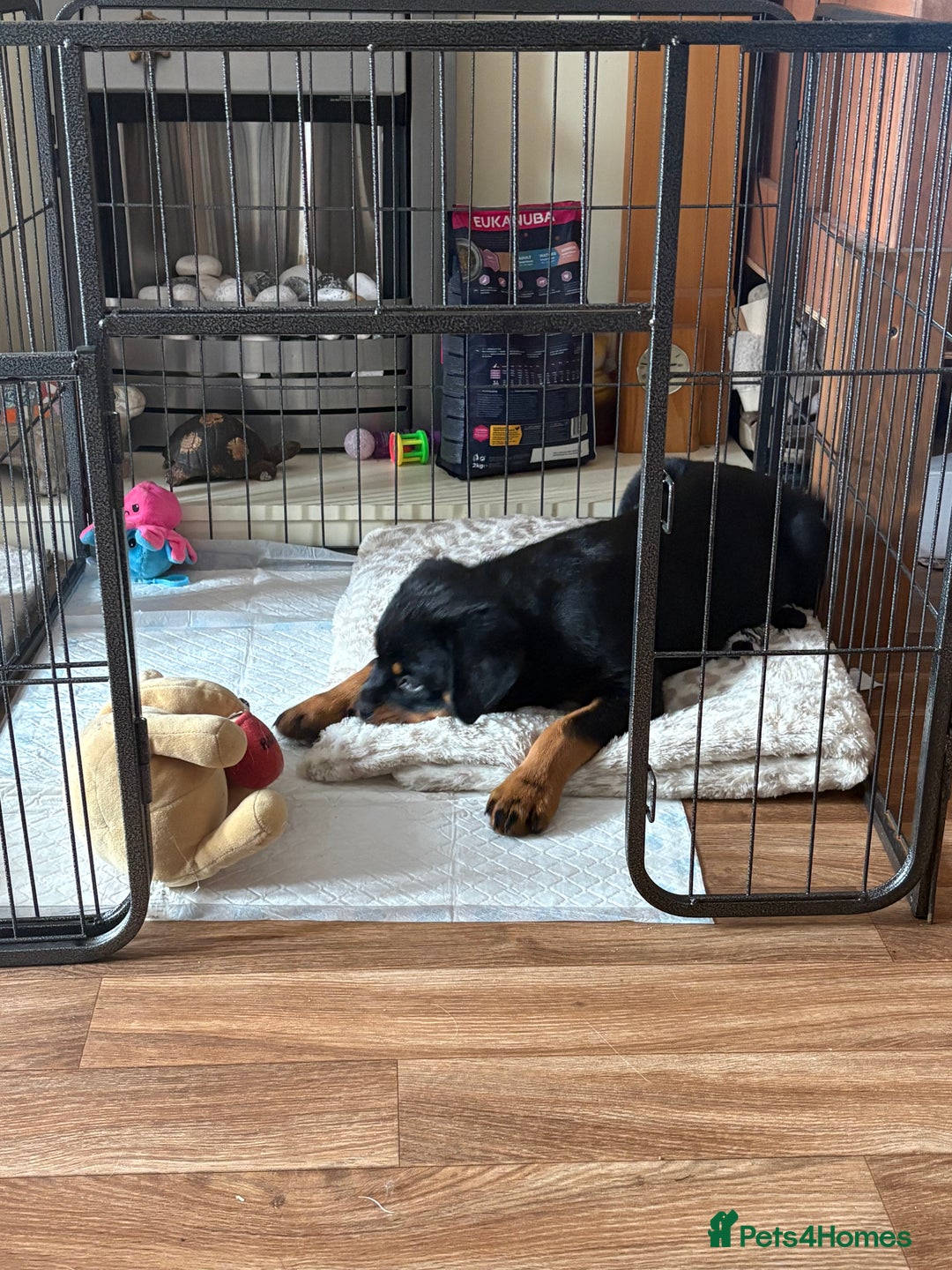 Rottweiler dogs for sale: Rottweiler KC reg - Image 1