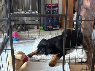 Rottweiler dogs - Advert 22