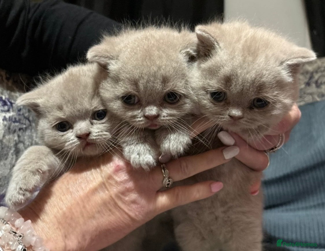 British Shorthair cats Gorgeous British Shorthair Kittens - Advert 6