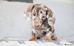 Miniature Dachshund dogs for sale: 5 STAR LICENSED - CEZARBLUE SMOOTH KC MINIATURES  - Image 1