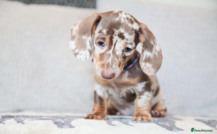 Miniature Dachshund dogs - Advert 15