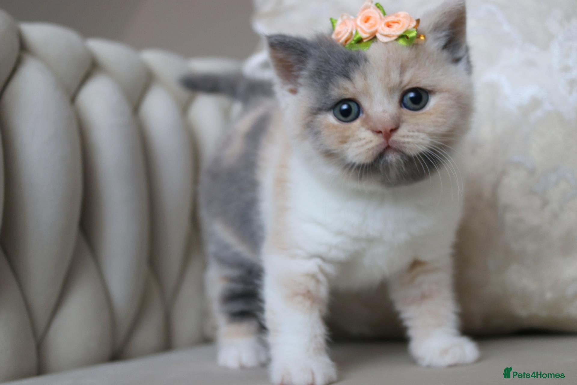 British Shorthair cats 😻 Unique BSH kittens with pedigree! ✨ - Advert 1