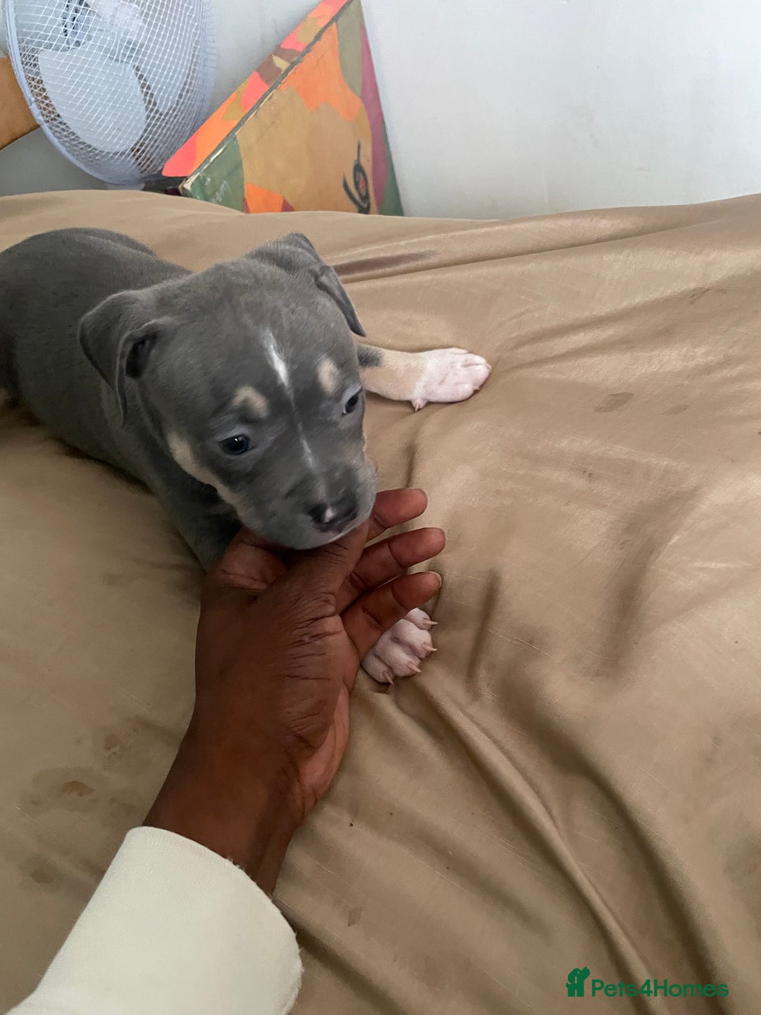 American Bully dogs for sale: Beautiful American bully puppies for sale - Image 8