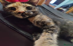 European cats for sale: 4 beautiful black and white kittens  - Advert 2