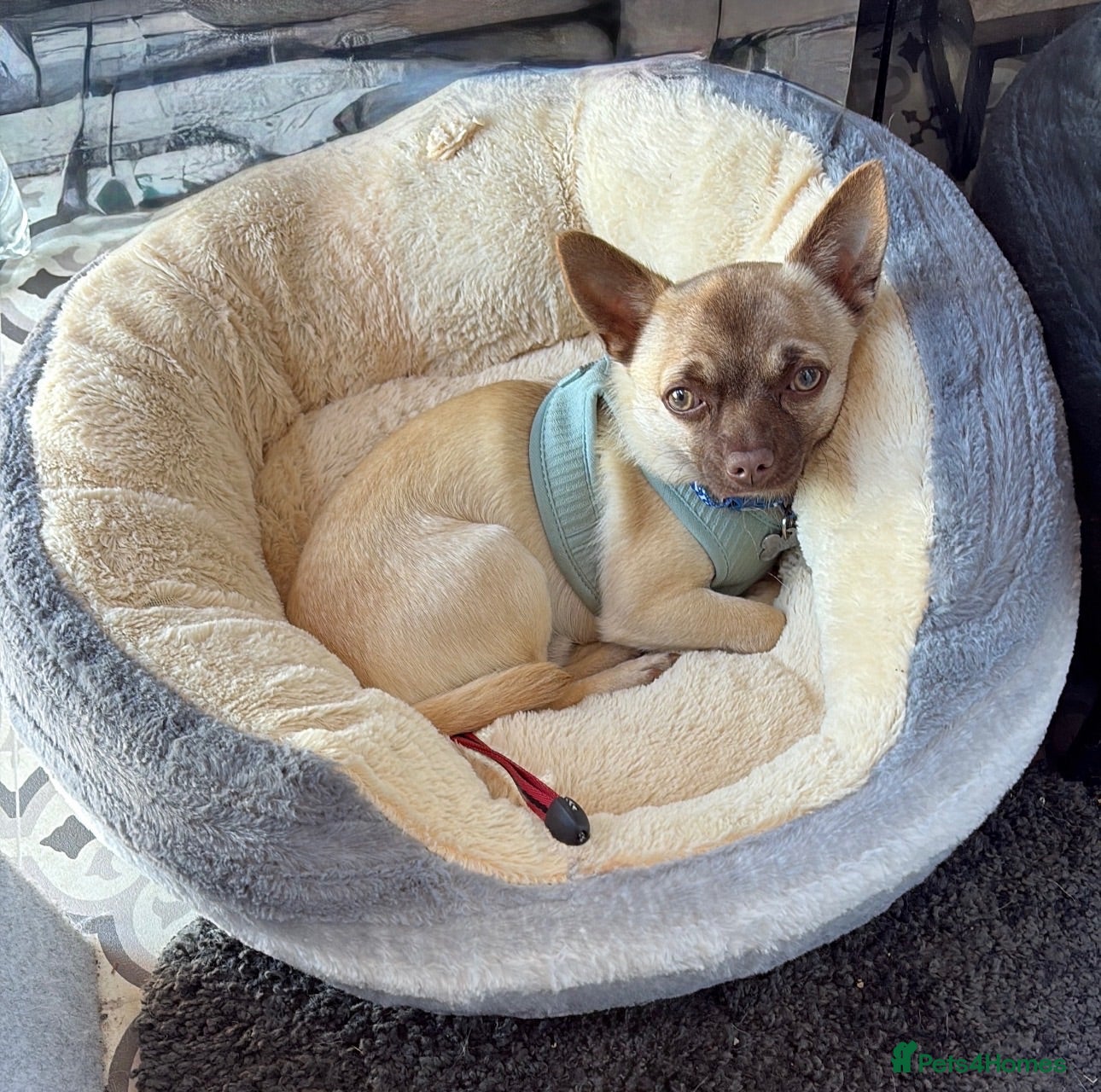 Chihuahua dogs Male Chihuahua 13 months old - Advert 8