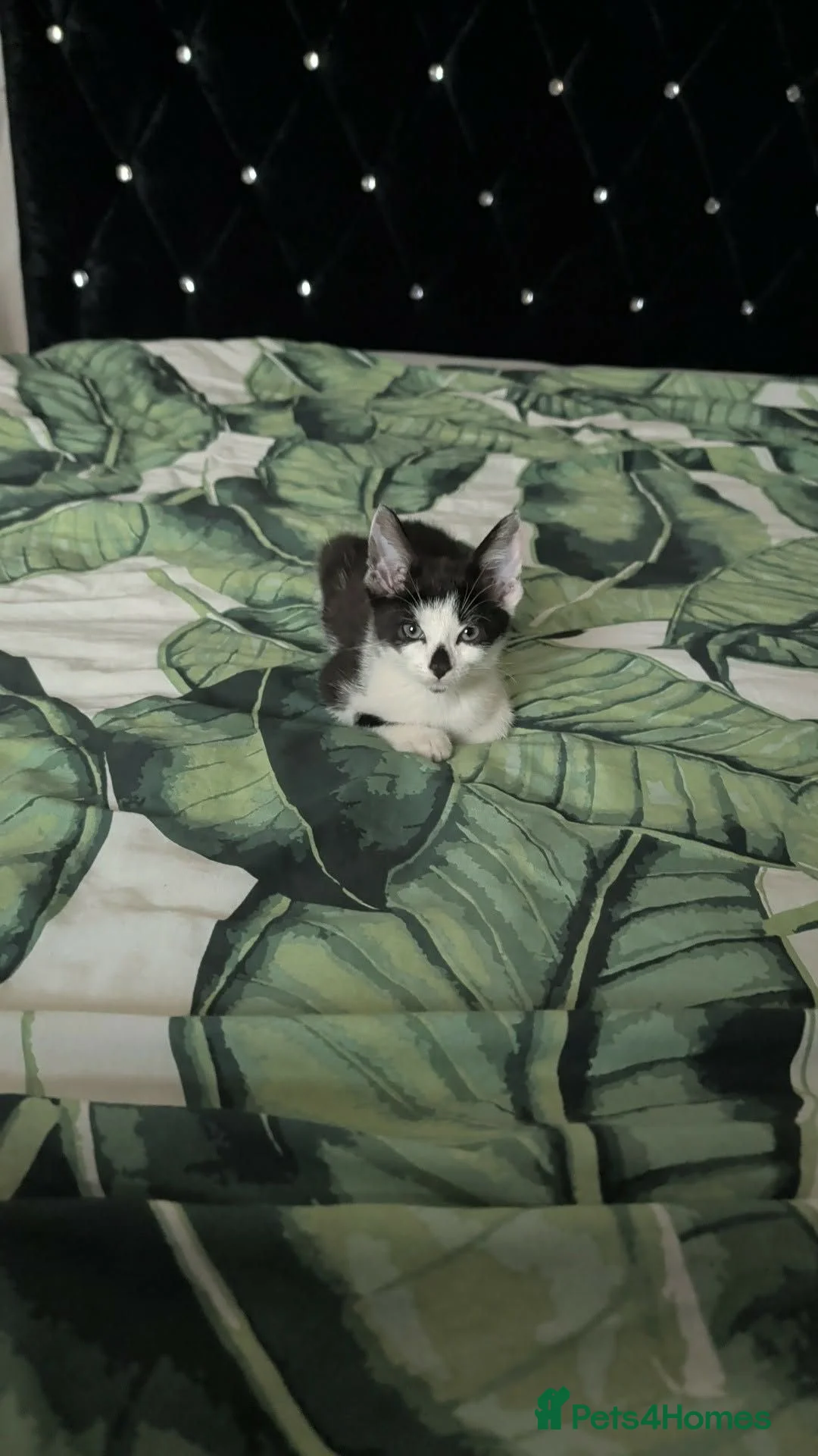 Maine Coon cats for sale: Maine coon cross kittens  - Advert 5