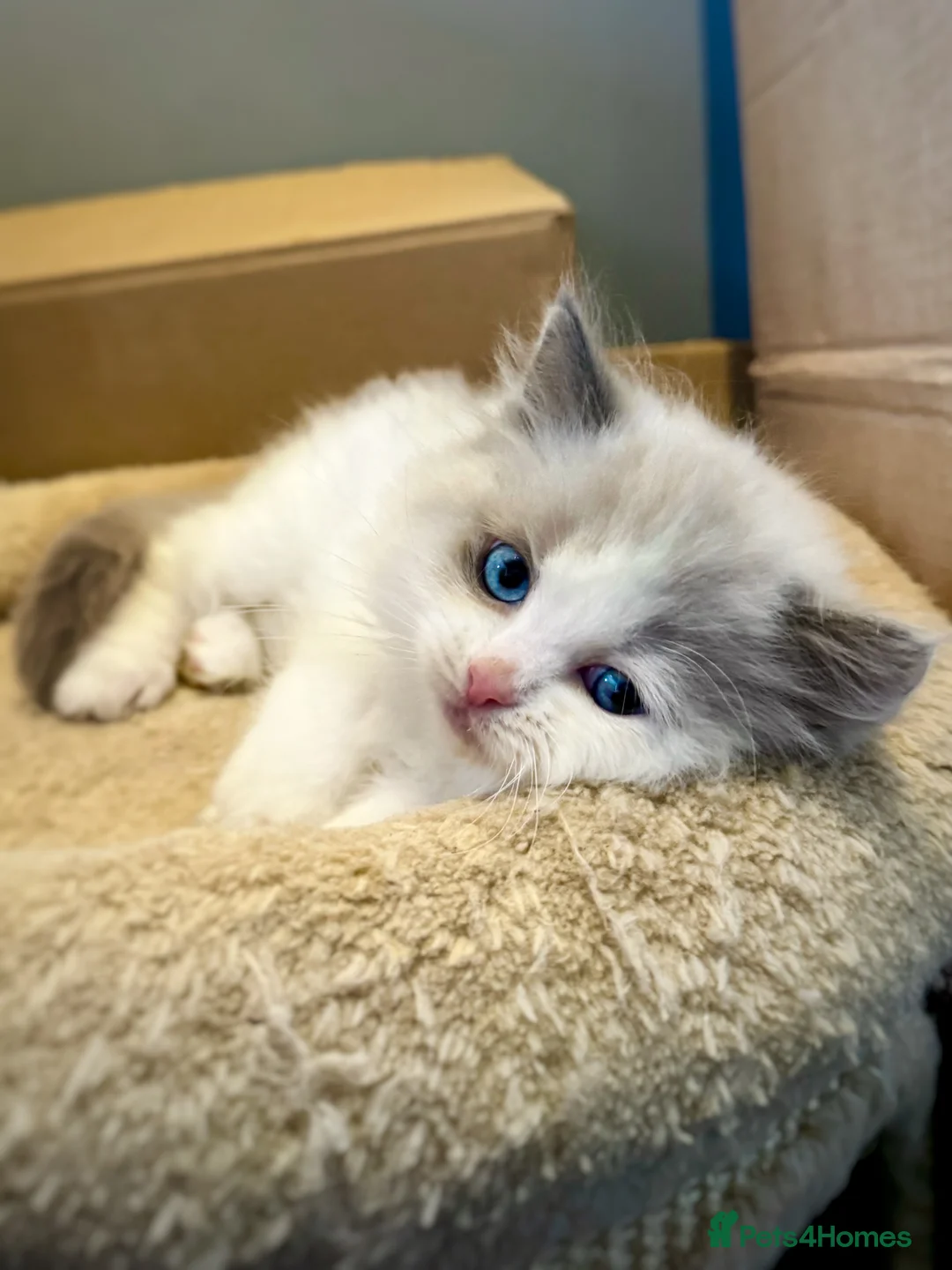Ragdoll cats for sale: READY NOW TICA ACTIVE Kittens, European bi-colour - Advert 28