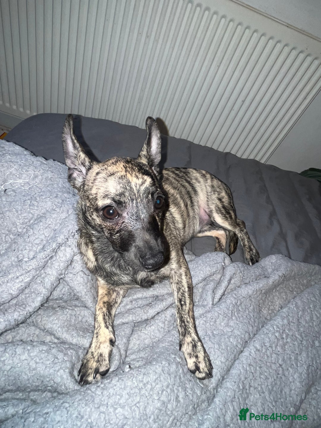 Mixed Breed dogs for sale: 🎀Chihuahua 4 months female - Advert 2