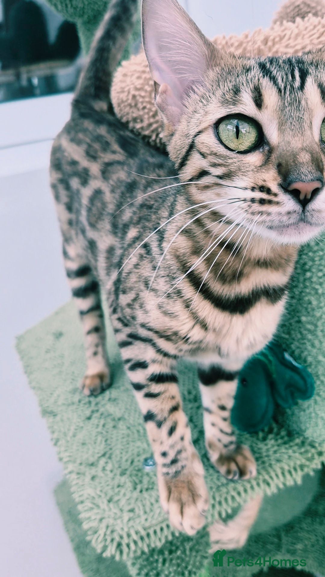 Bengal cats  female pure bengal  - Advert 7
