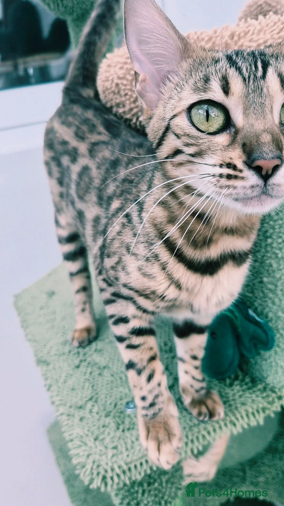 Bengal cats for sale:  female pure bengal  - Advert 1