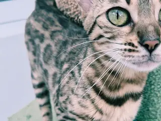 Bengal cats female pure bengal - Advert 1