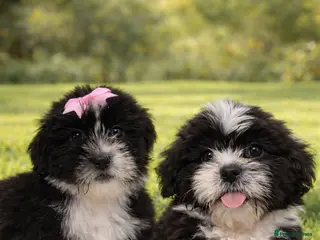 Shih Tzu dogs Beautiful Shih Tzu puppies - Advert 5