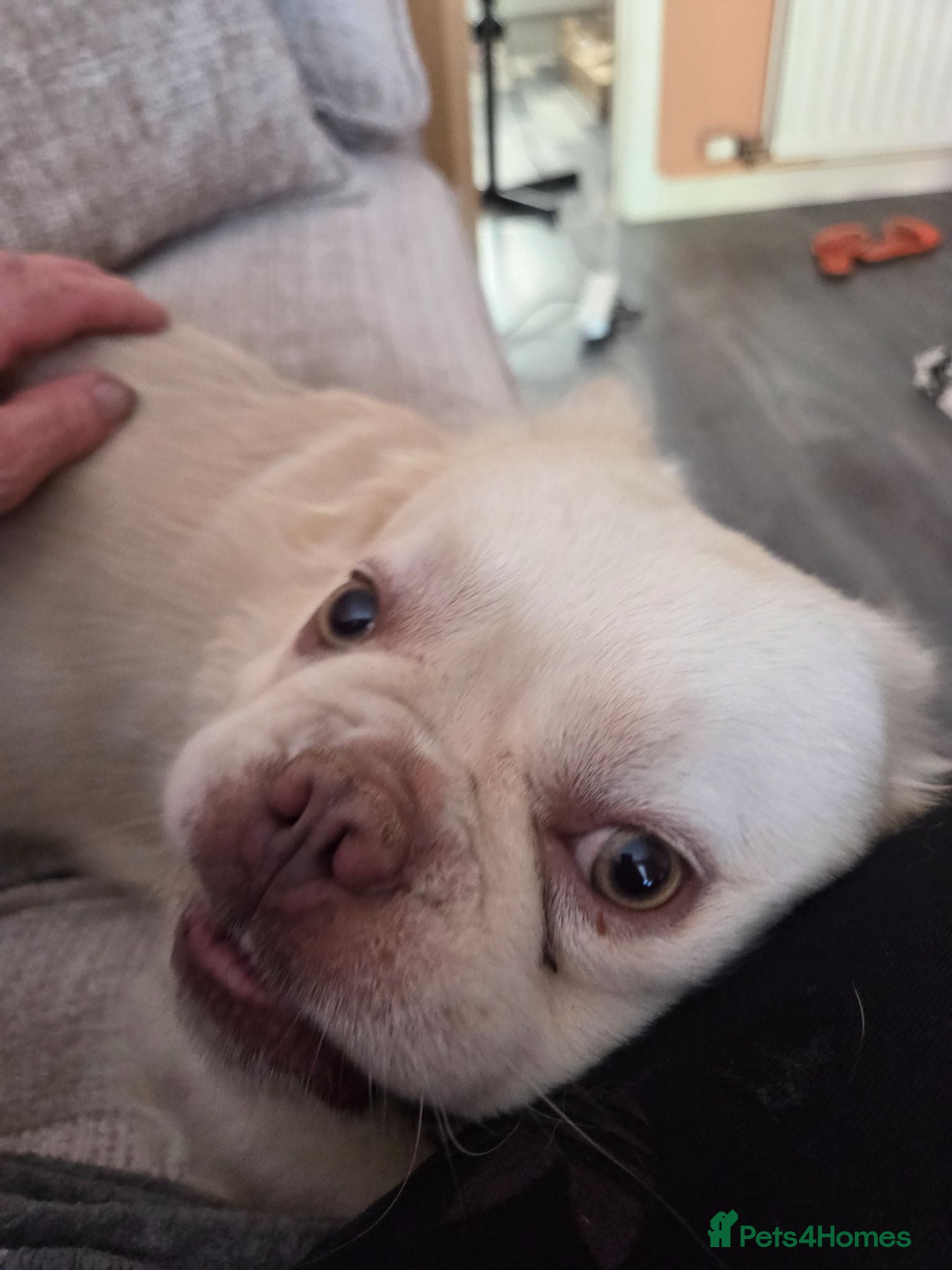 French Bulldog dogs French bulldog ******  - Advert 12
