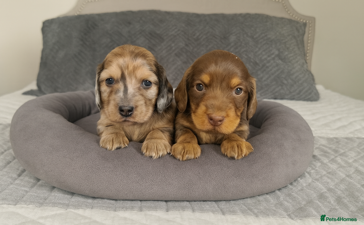 Miniature Dachshund dogs - Advert 6