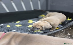 Cane Corso dogs for sale: Excellent Formentino Corso male puppies for sale.  - Image 24