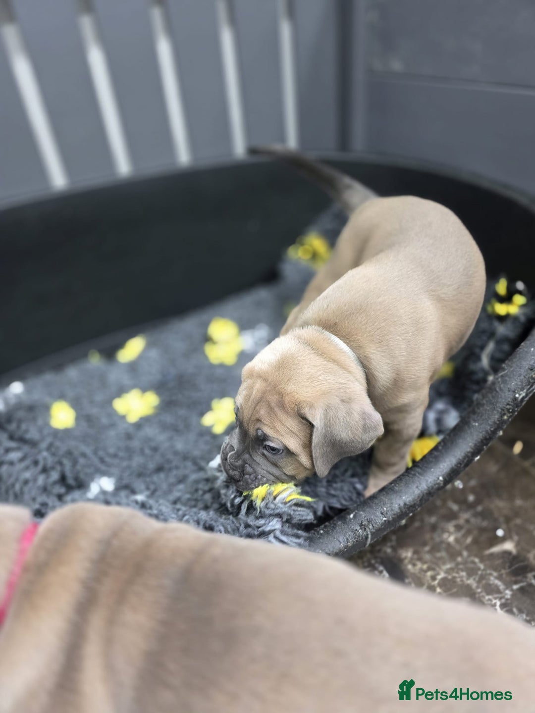 Cane Corso dogs for sale: Excellent Formentino Corso male puppies for sale.  - Image 24