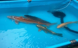 Koi Carp fish for sale: Koi rehoming - Image 4