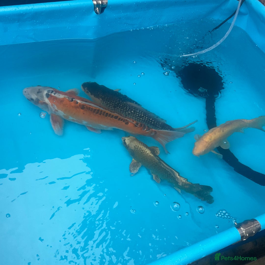 Koi Carp fish for sale: Koi rehoming - Image 4