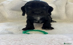 Cocker Spaniel dogs for sale: Kc registered Show cocker spaniel  - Image 9
