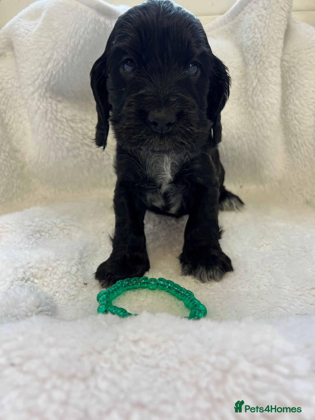 Cocker Spaniel dogs for sale: Kc registered Show cocker spaniel  - Image 9