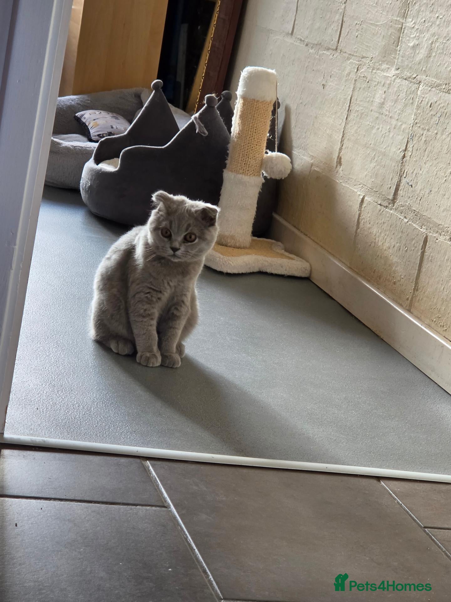 British Shorthair cats Only 1 boy💙and  1 girl🤎 left - Advert 6
