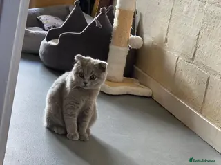 British Shorthair cats Only 1 boy💙and 1 girl🤎 left - Advert 6
