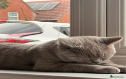 British Shorthair cats for sale: British Shorthair 6 months old Male for Sale - Image 5