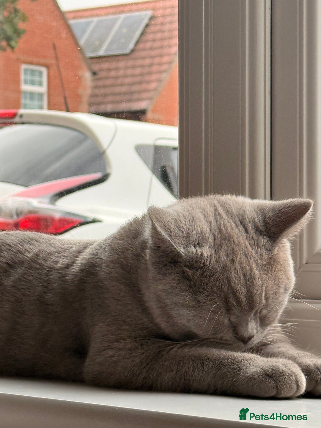 British Shorthair cats for sale: British Shorthair 6 months old Male for Sale - Image 5