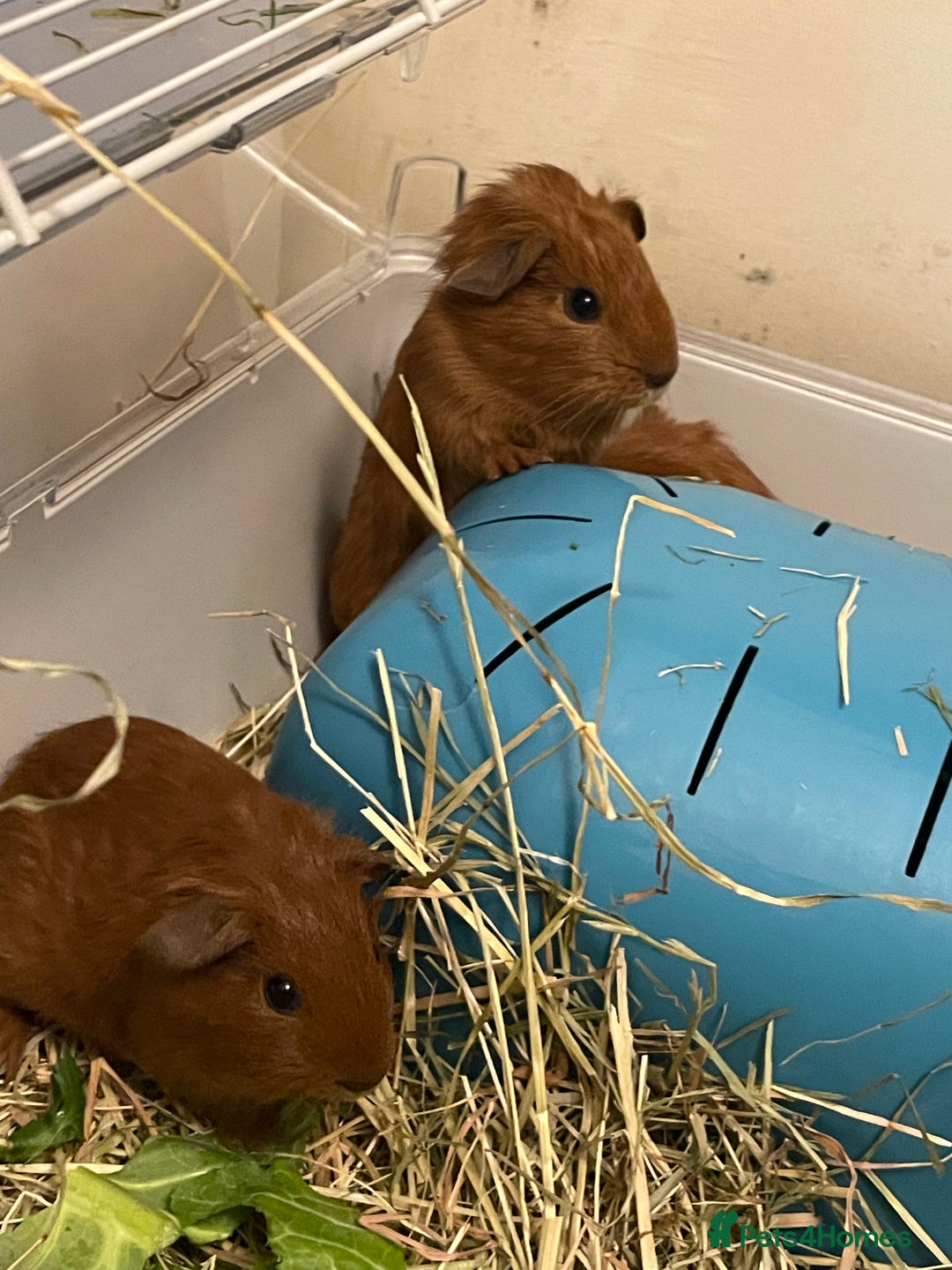 Guinea Pig rodents for sale: Baby Guinea Pigs. Male & Female pairs - Advert 12