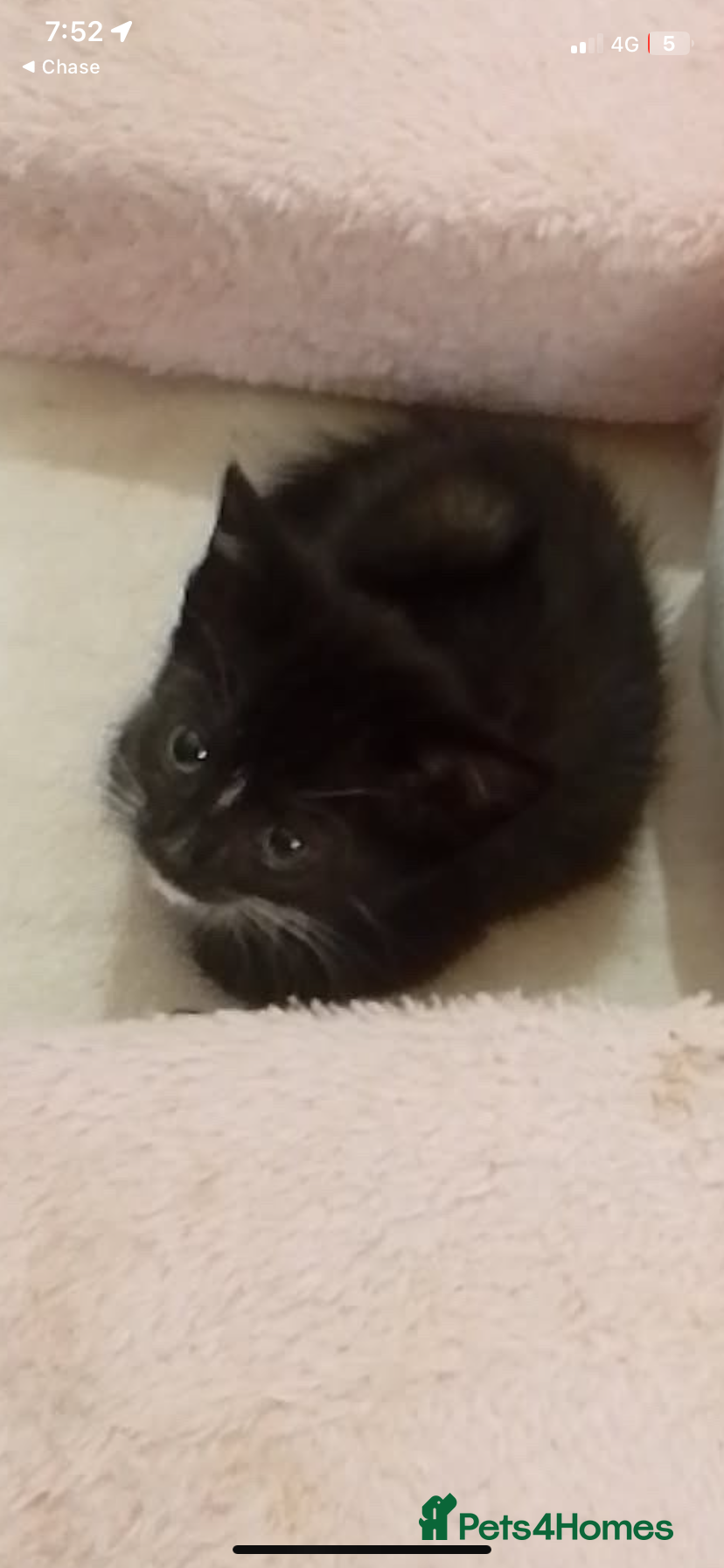 British Shorthair cats Black and white kittens for sale  - Advert 14