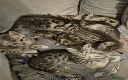 Mixed Breed cats for sale: Mixed bengal kittens  - Image 35