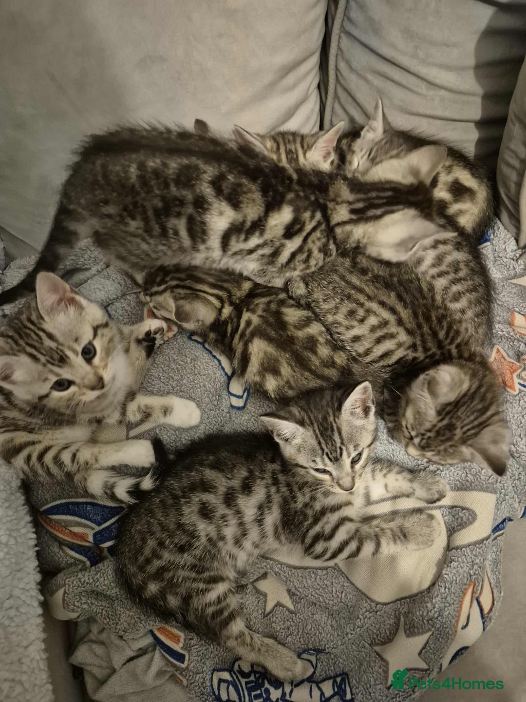 Mixed Breed cats for sale: Mixed bengal kittens  - Image 35