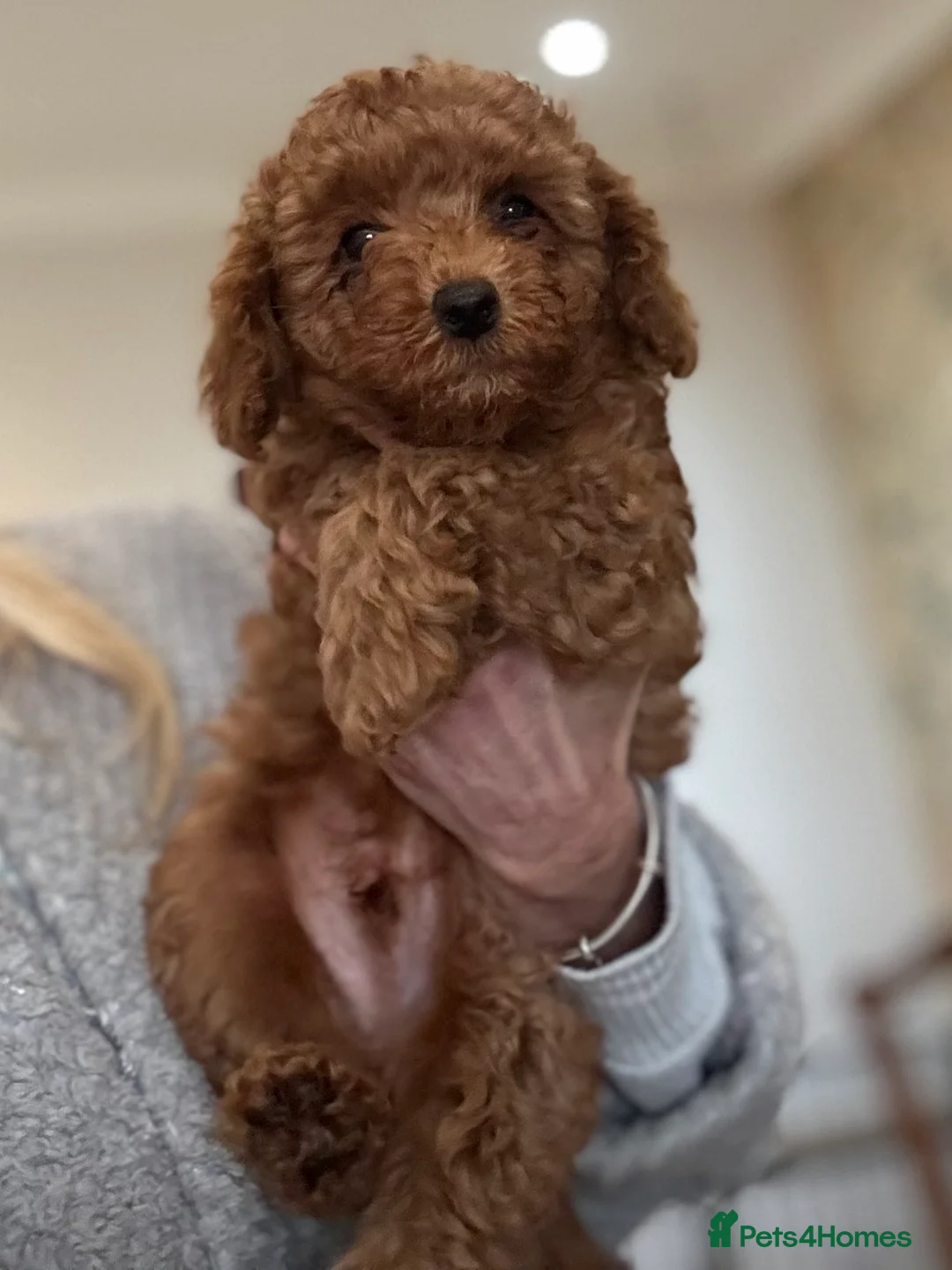 Toy Poodle dogs for sale: Toy Poodle boys  - Advert 2