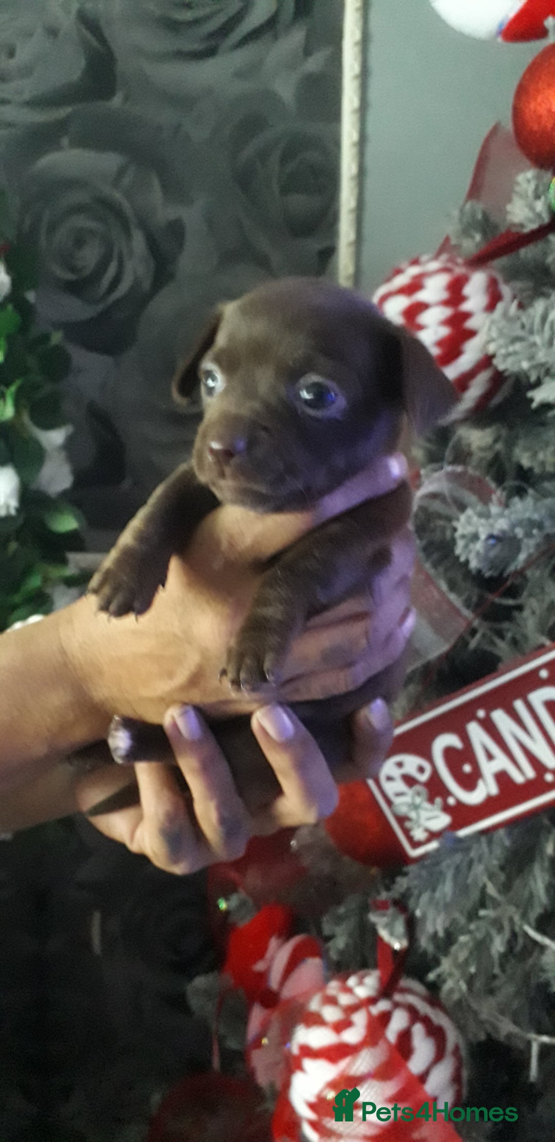 Chiweenie dogs for sale: Chiweenie puppies  - Advert 2