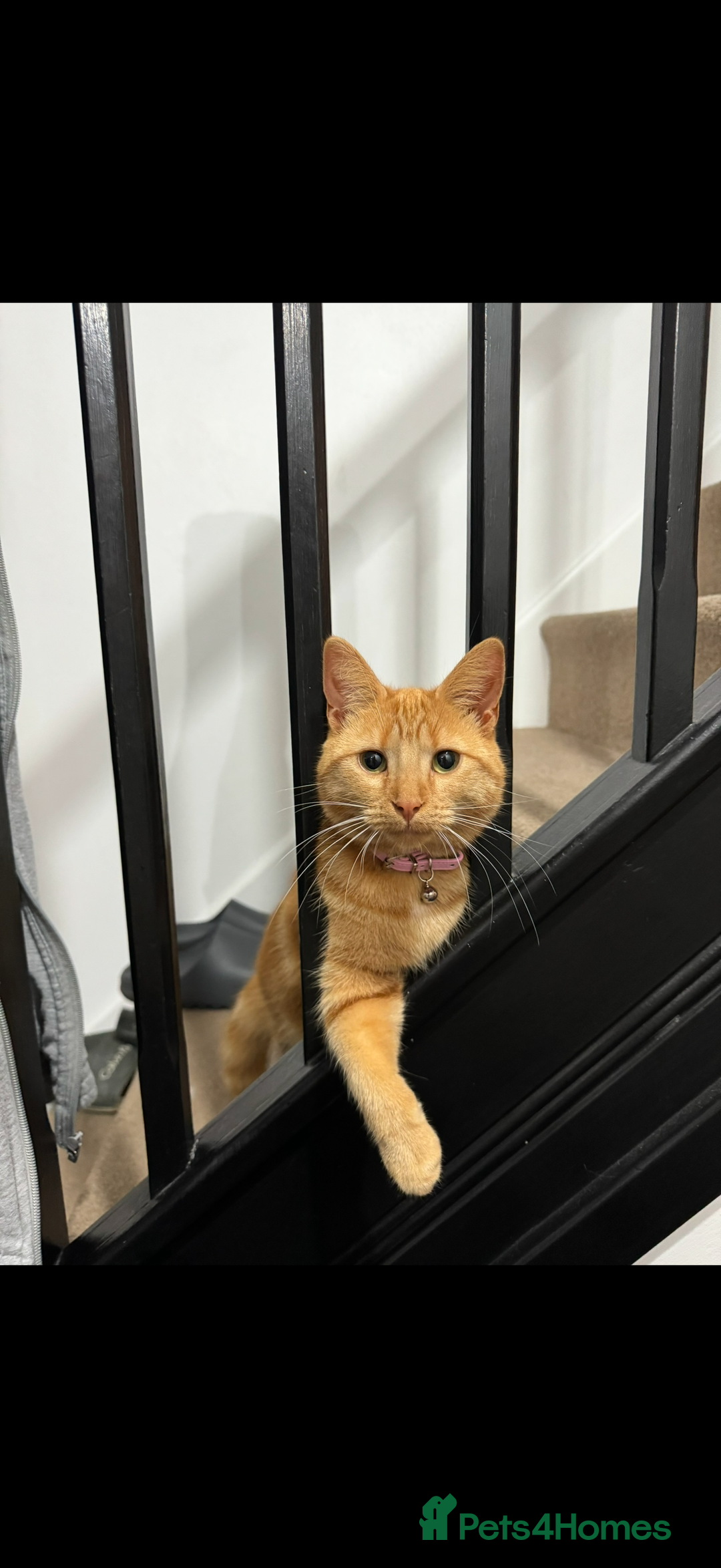 Mixed Breed cats for sale: 4 Adult cats needing new homes! - Advert 3