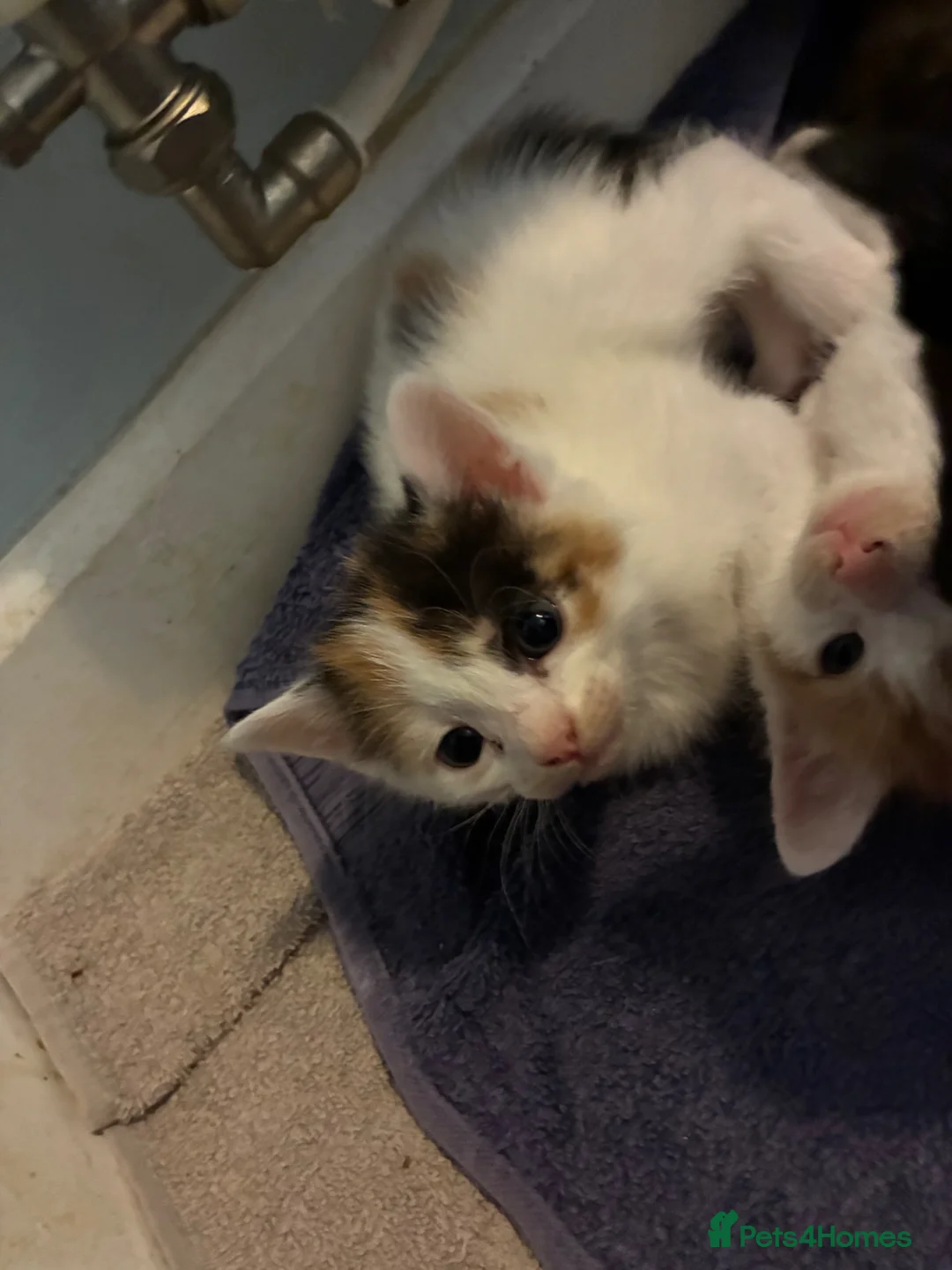 Manx cats for sale: beautiful girl kitten  - Advert 2