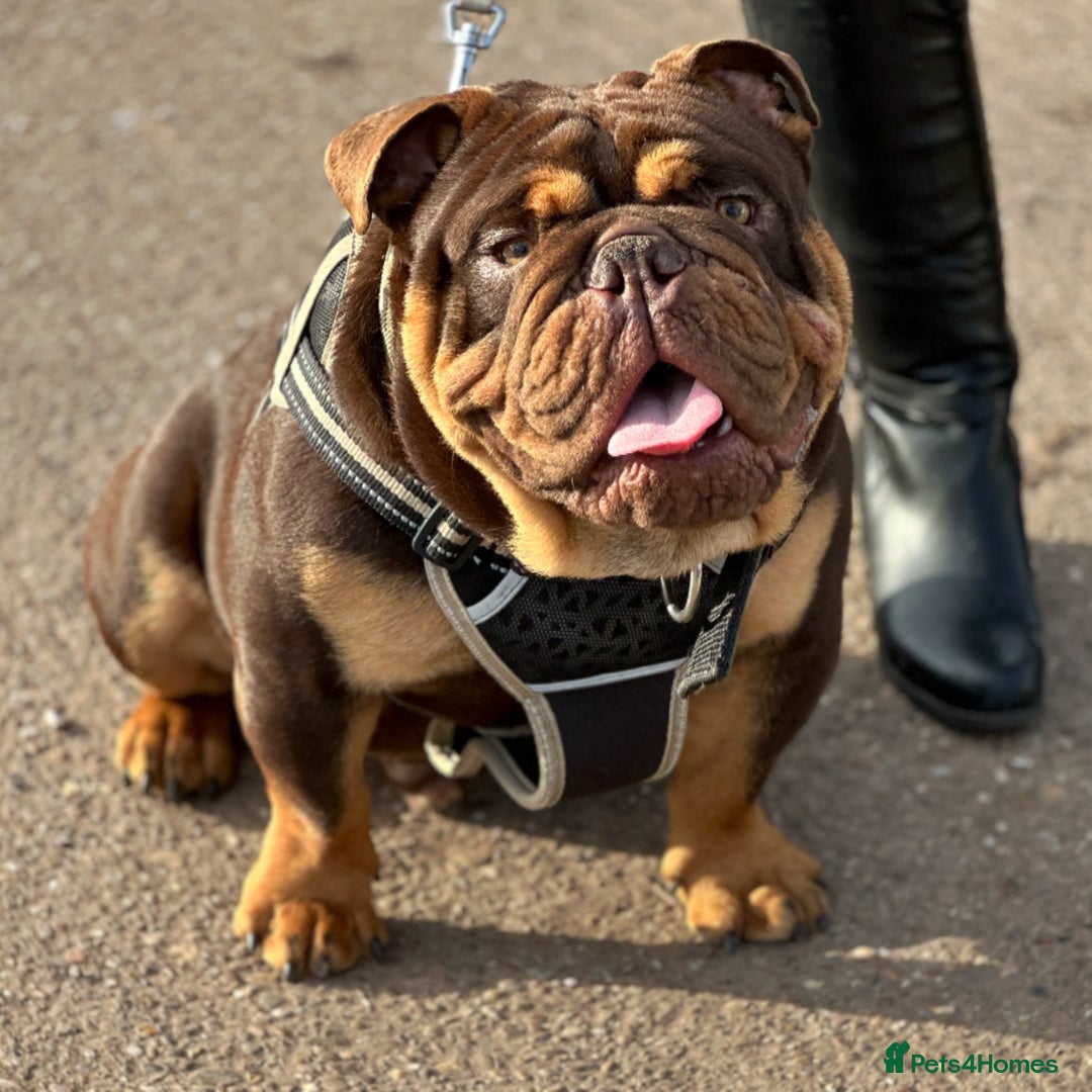 English Bulldog dogs for stud: KC registered chocolate and tan stud  in Birmingham - Advert 1
