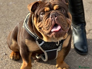 English Bulldog dogs in Birmingham - Advert 18