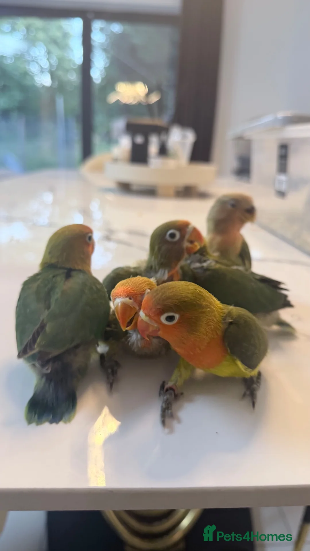 Lovebirds birds for sale: Silly tame and cuddly lovebird chicks - Advert 2