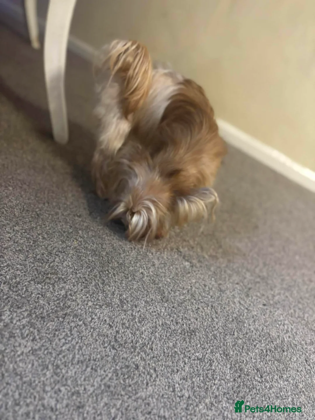 Yorkshire Terrier dogs for sale: Miniature yorkshire terrier - Advert 3