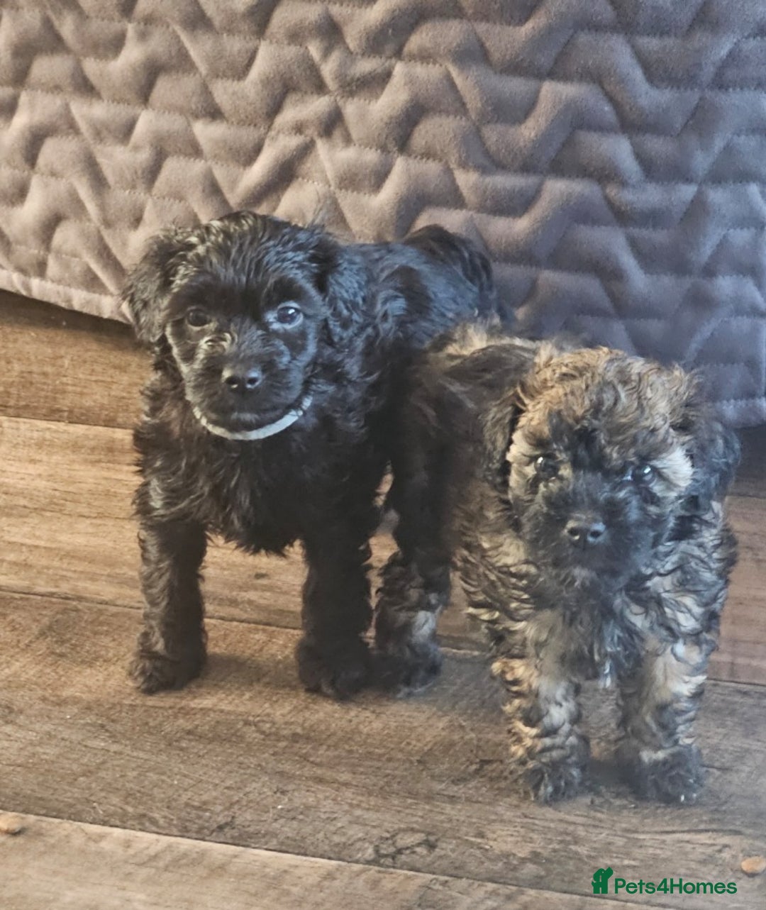 Toy Poodle dogs for sale: Toy poodle x puppies - Image 5